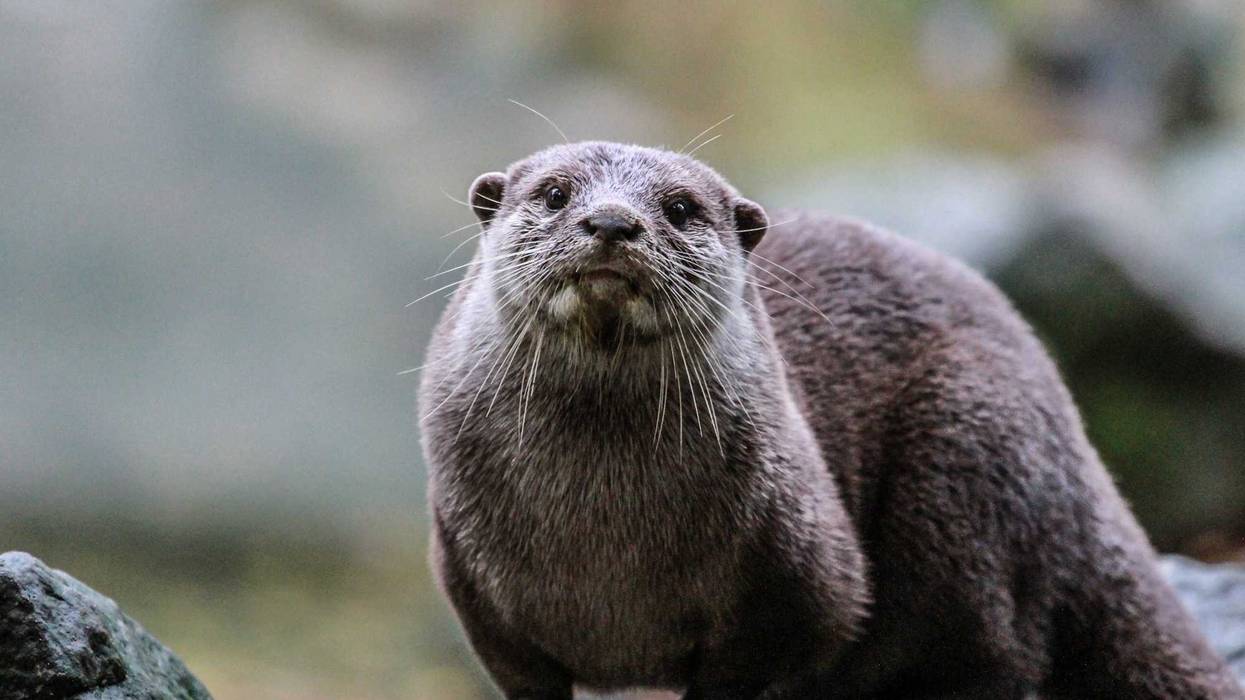 North American River Otter