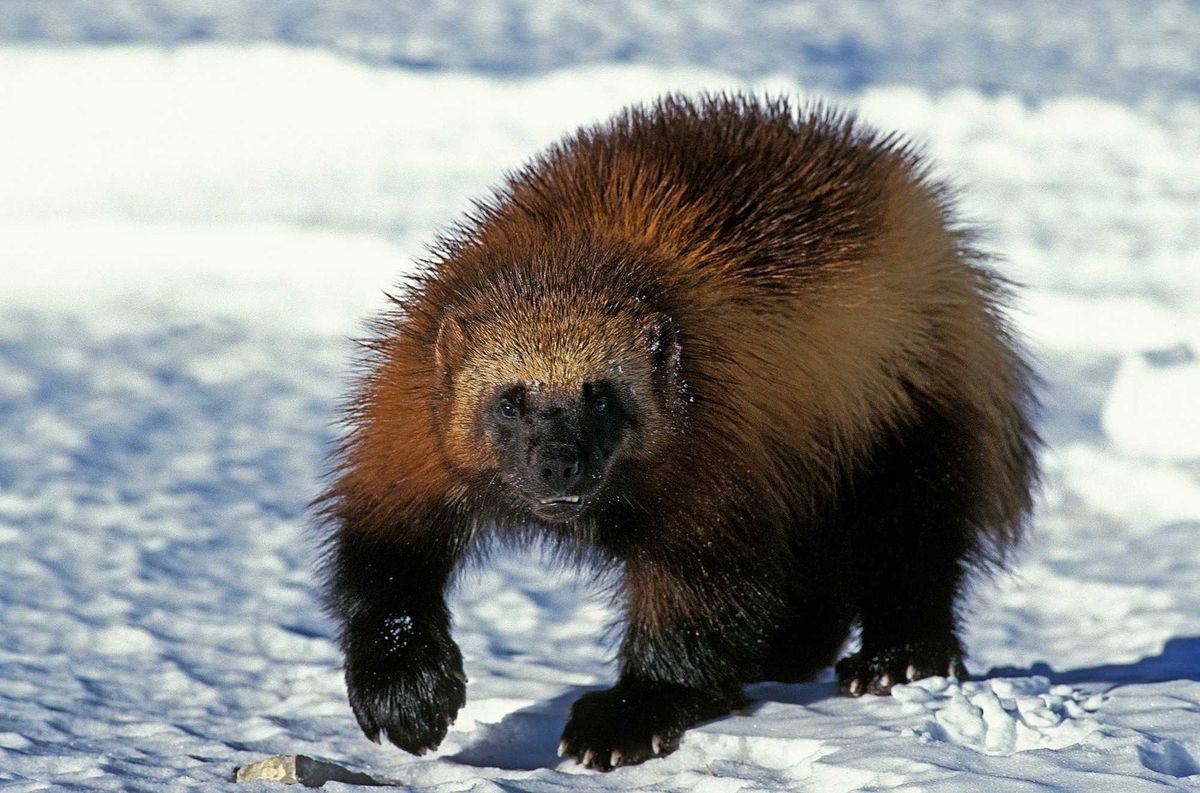 North American wolverine.