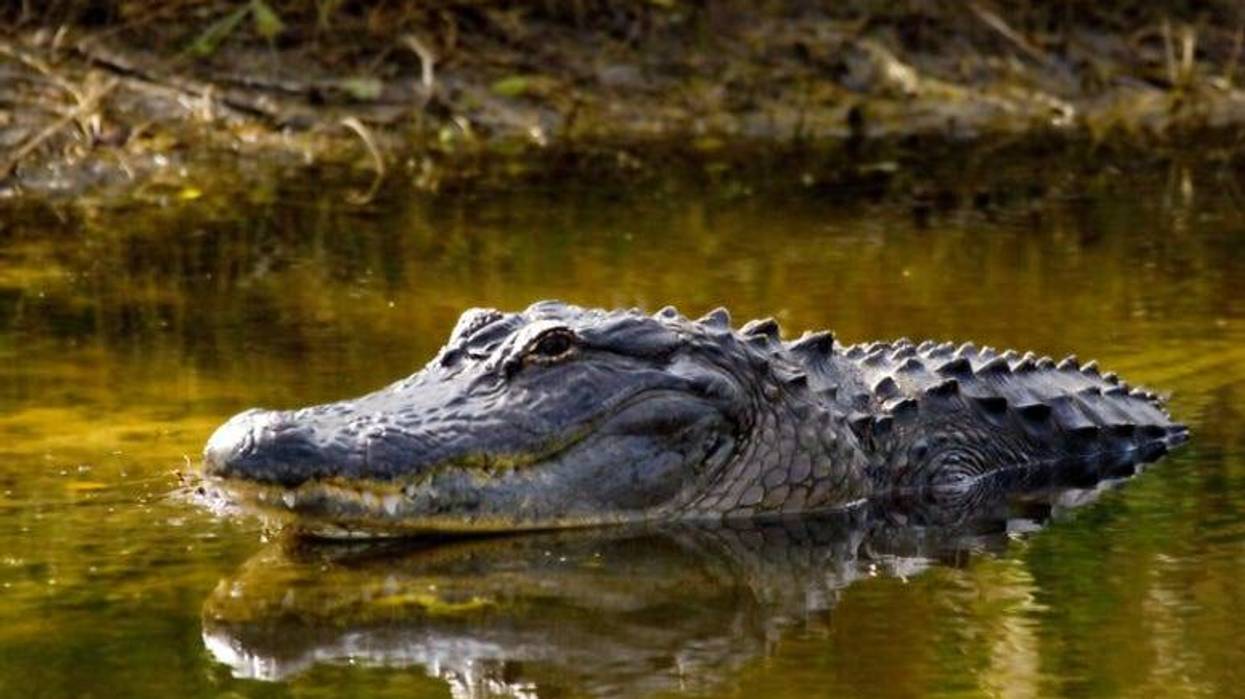 North Texas fisherman cited after hooking alligator at Lake Arlington