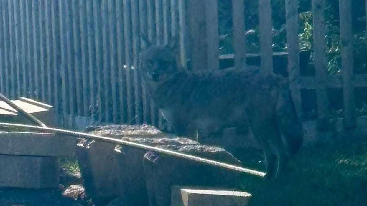 North Tonawanda coyote