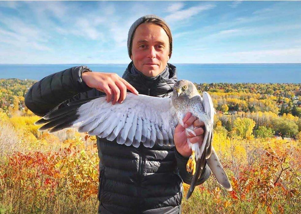 Northern Harriers are among 18 different raptors that pass through Hawk Ridge.