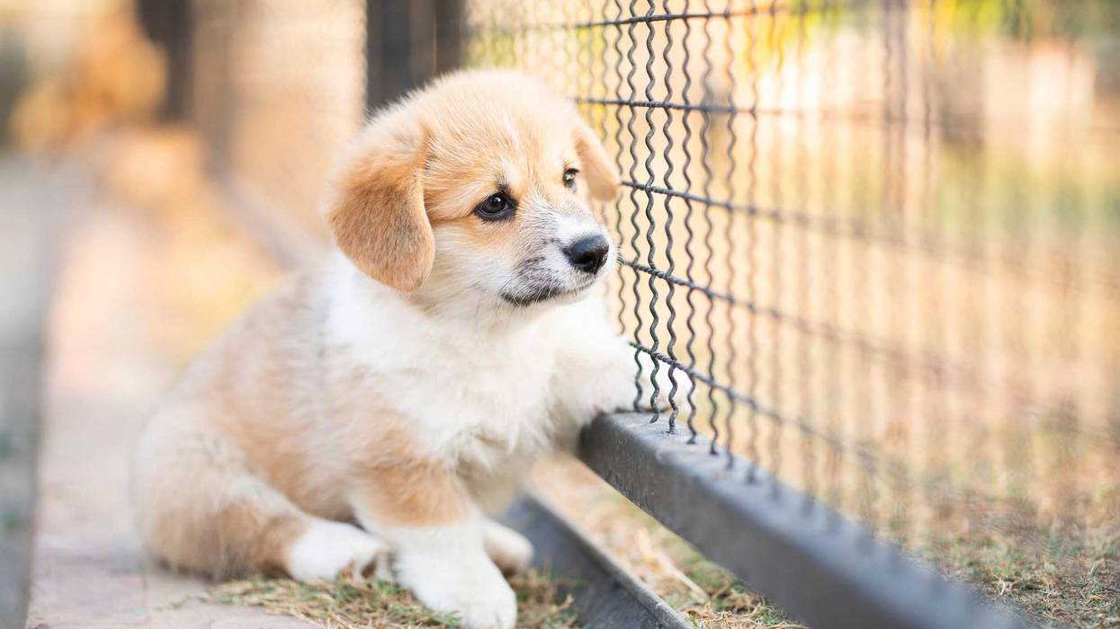 Northwest Indiana towns pass policies aimed at puppy mills