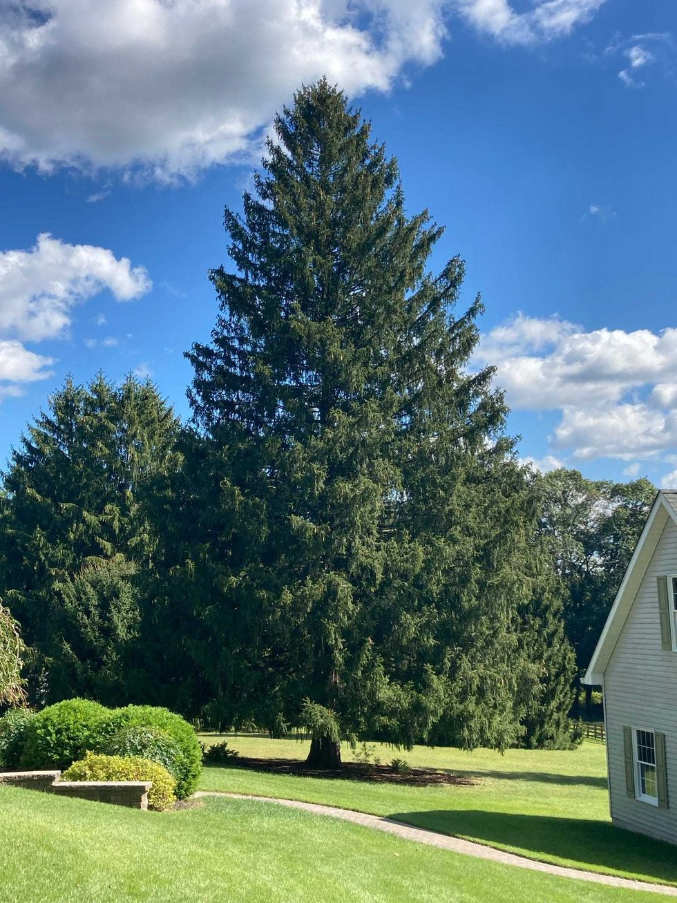 Norway spruce