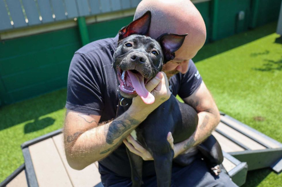 Nova PAWS adoption puppy