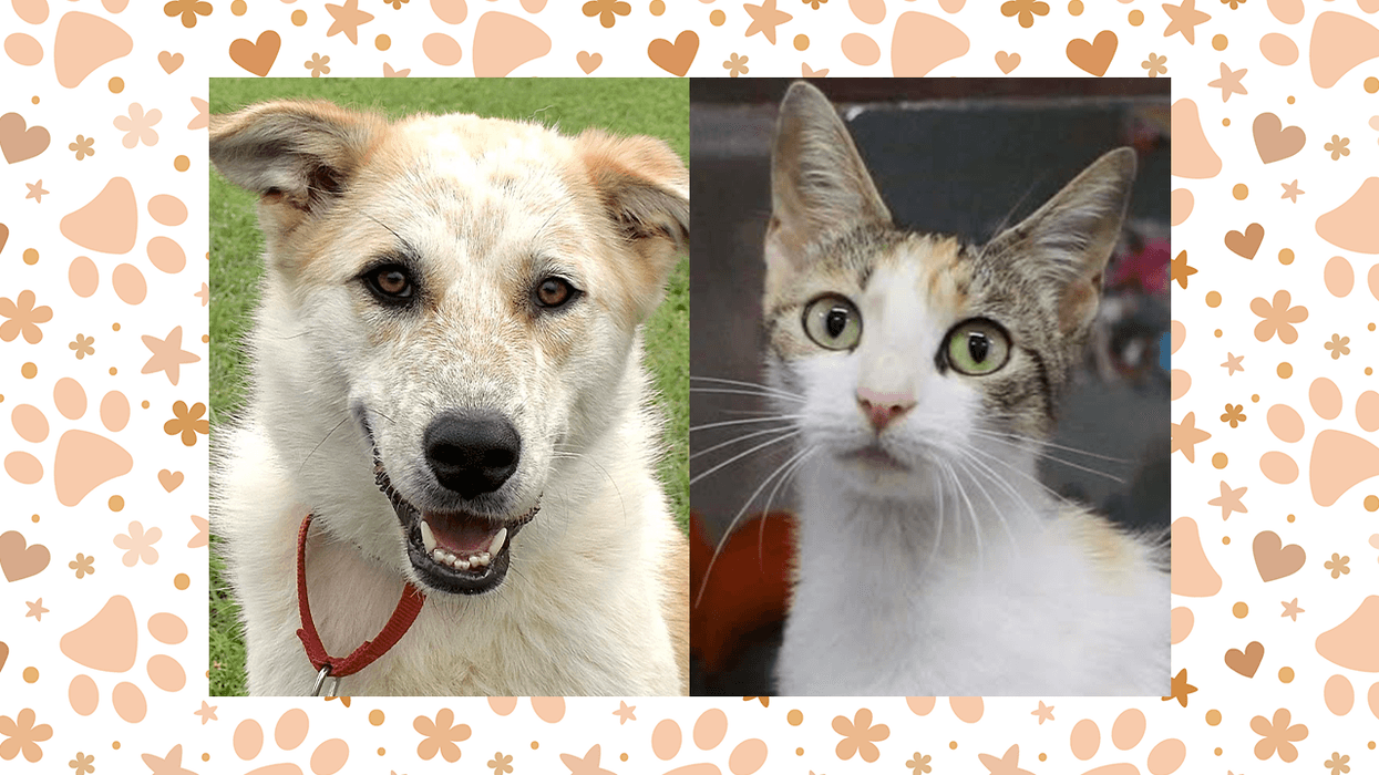 Wet Nose Wednesday: Nova and Linda