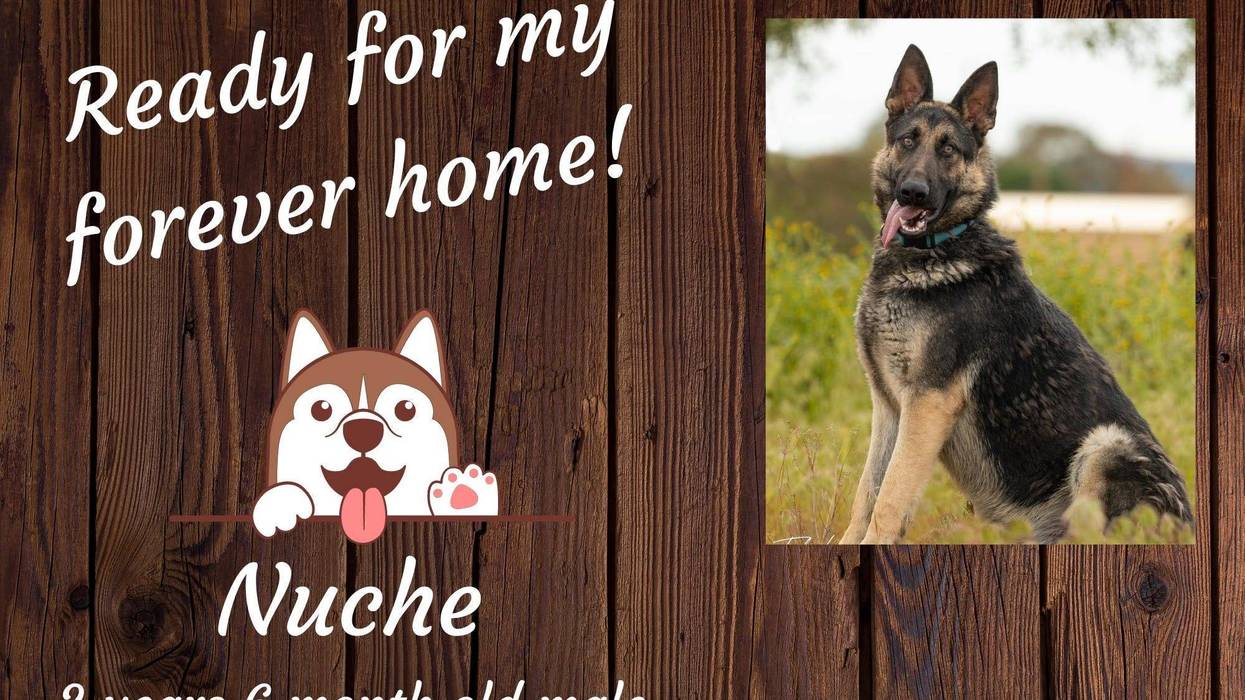 Nuche, a two year old German Shepherd mix dog