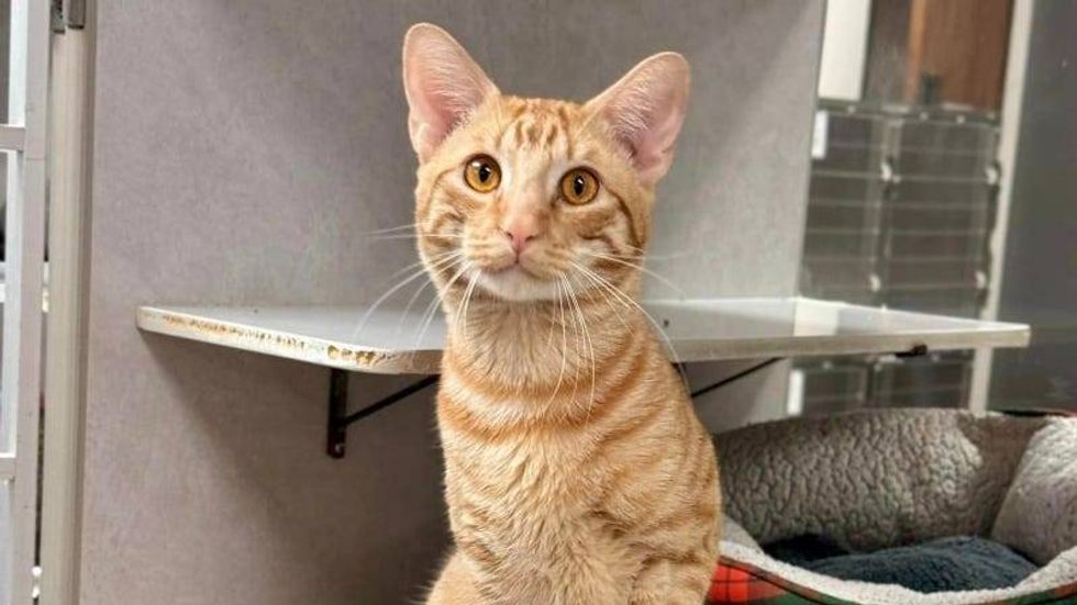 Nugget @ Austin Humane Society 4/03/24