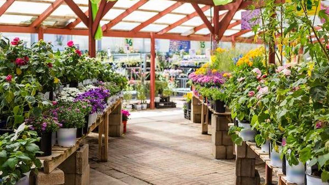Nursery filled with colorful flowers