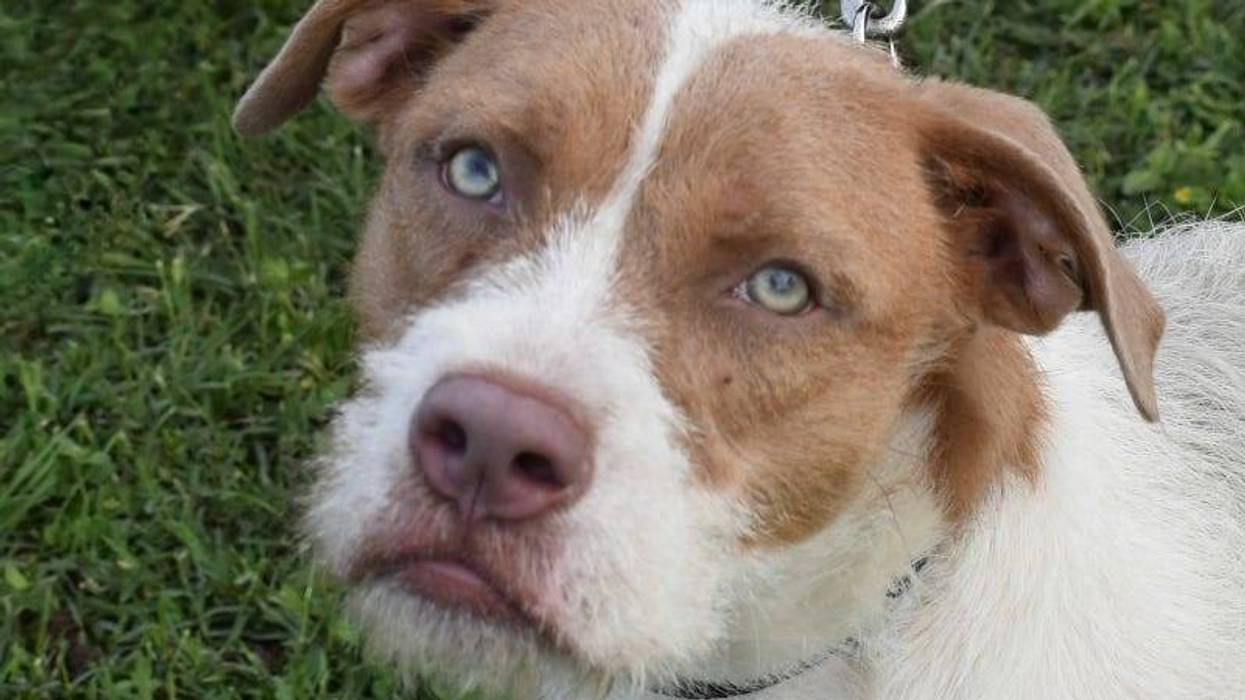 Nutmeg @ Austin Humane Society 11/08/23