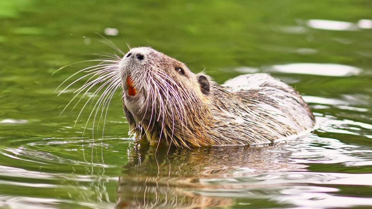 Nutria