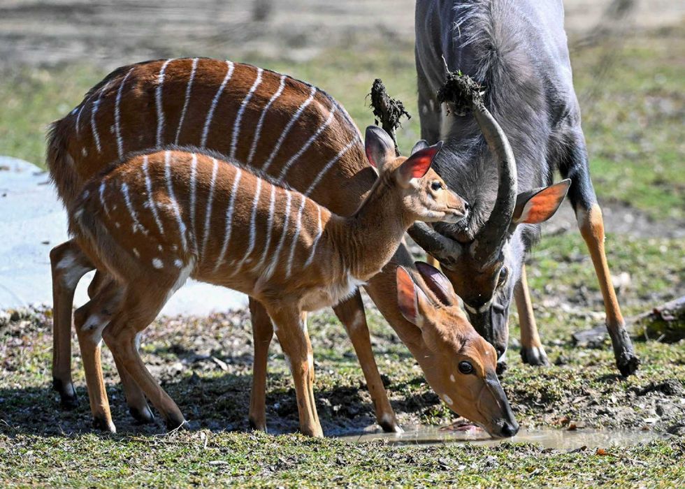 nyala calf and parents