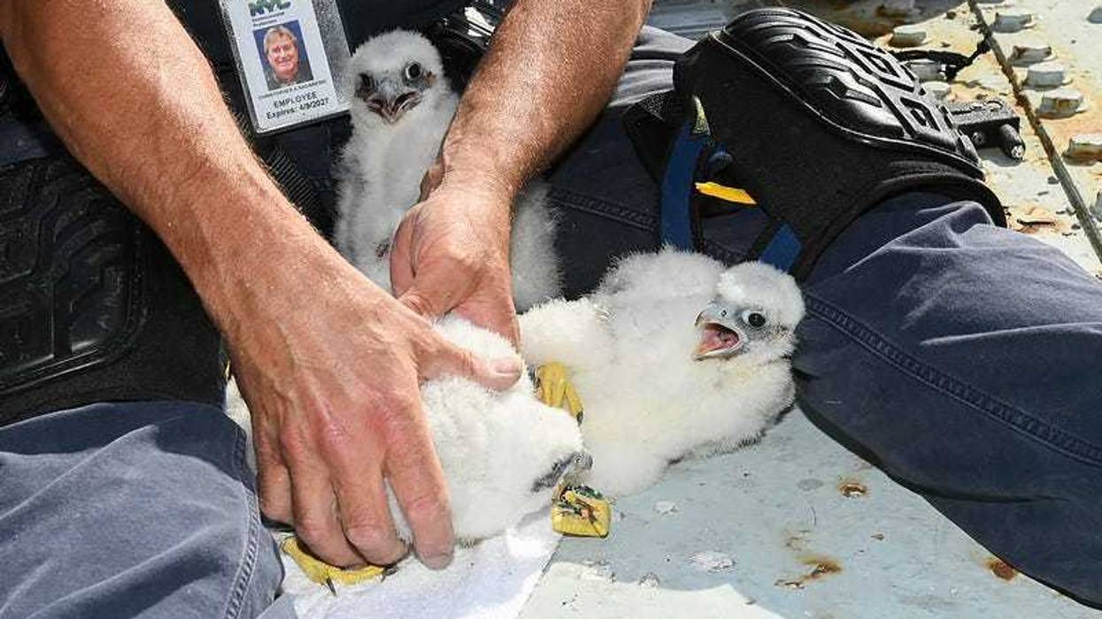 NYC Department of Environmental Protection Research Scientist Christopher Nadareski checks on three newly hatched peregrine falcon chicks in their nest atop the Brooklyn tower of the Verrazzano-Narrows Bridge on Friday, May 24, 2024.