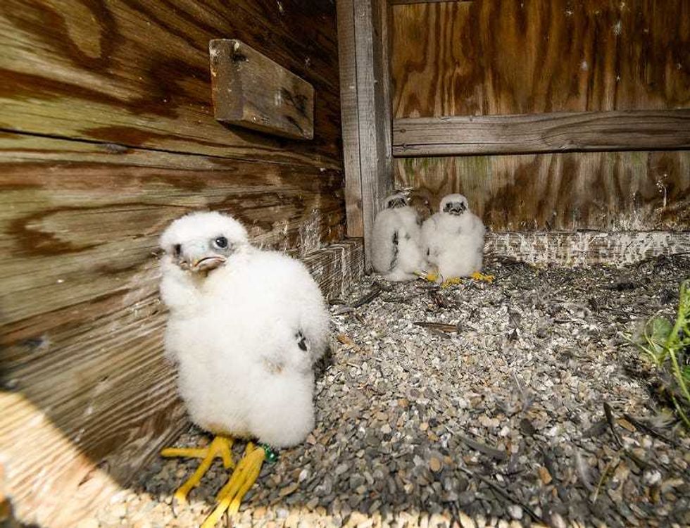 NYC Department of Environmental Protection Research Scientist Christopher Nadareski checks on three newly hatched peregrine falcon chicks in their nest atop the Brooklyn tower of the Verrazzano-Narrows Bridge on Friday, May 24, 2024.