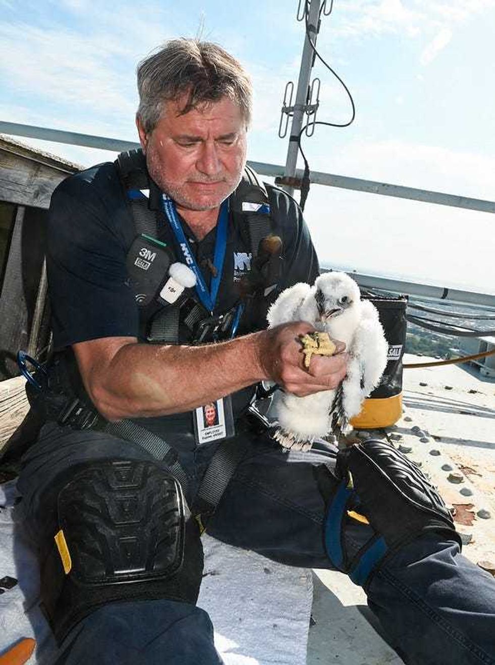 NYC Department of Environmental Protection Research Scientist Christopher Nadareski checks on three newly hatched peregrine falcon chicks in their nest atop the Brooklyn tower of the Verrazzano-Narrows Bridge on Friday, May 24, 2024.