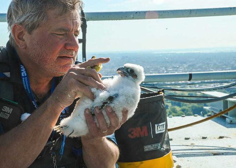 NYC Department of Environmental Protection Research Scientist Christopher Nadareski checks on three newly hatched peregrine falcon chicks in their nest atop the Brooklyn tower of the Verrazzano-Narrows Bridge on Friday, May 24, 2024.