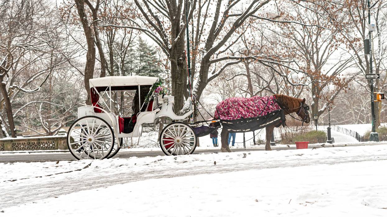 NYC Horse Carriages 539