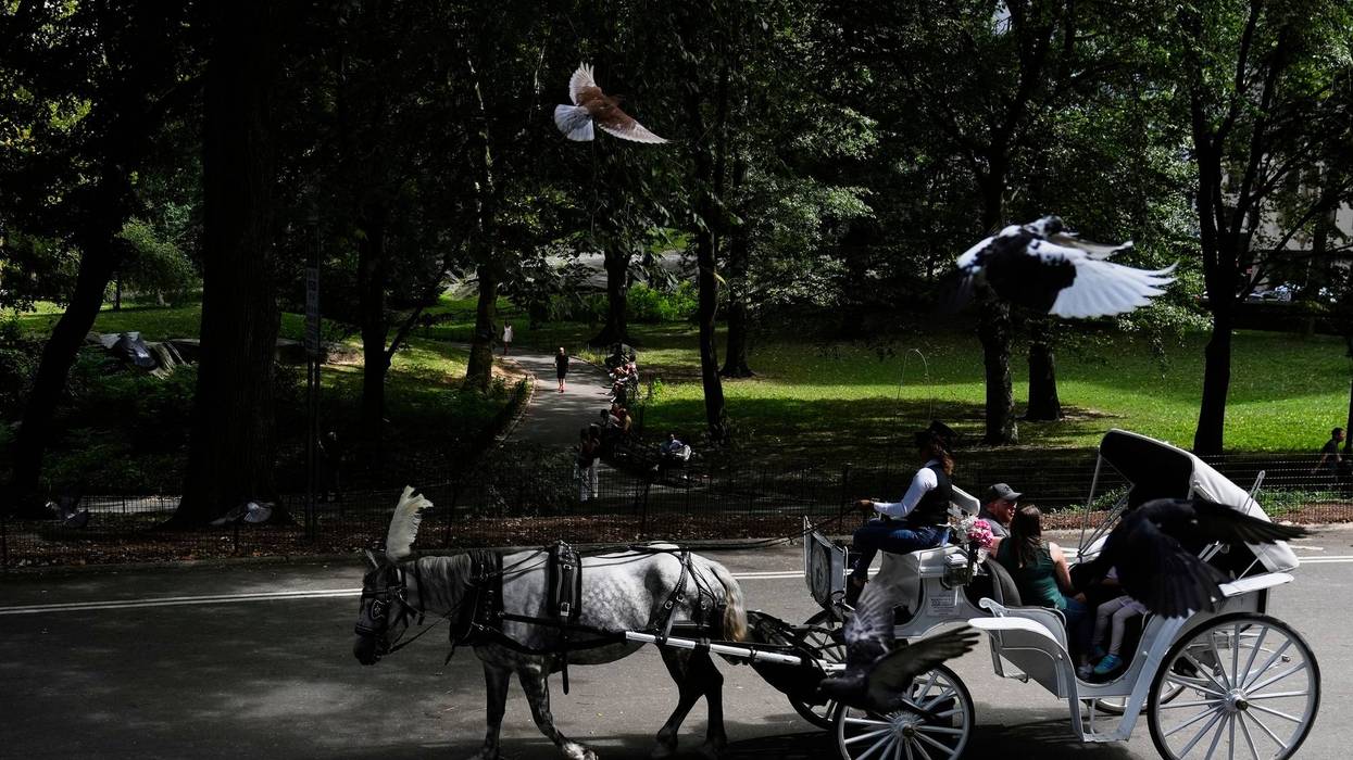 NYC Horse Carriages