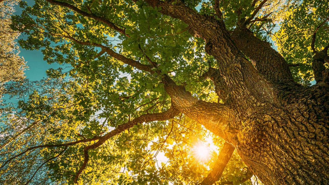 Oak tree stock photo.