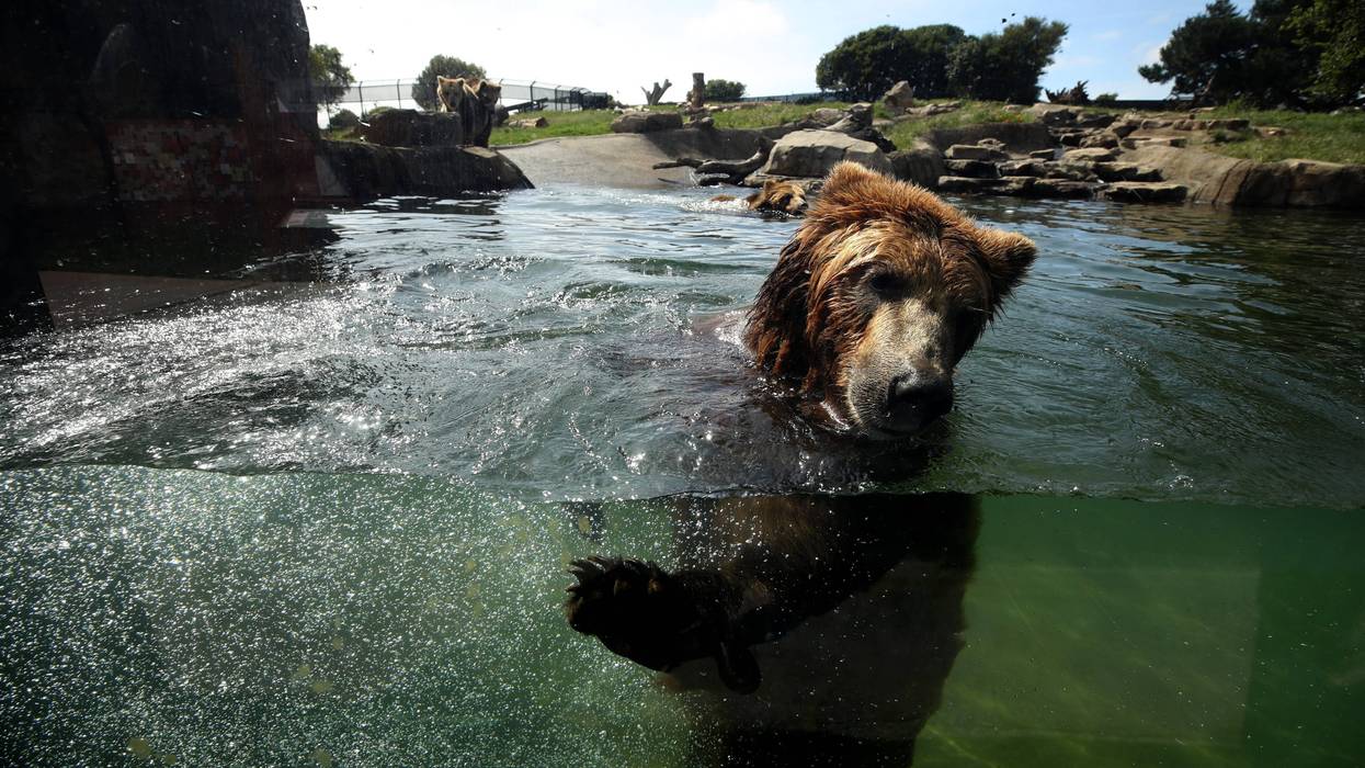 OAKLAND, CALIFORNIA - APRIL 16: A grizzly bear swims in a pool at the Oakland Zoo on April 16, 2020 in Oakland, California.