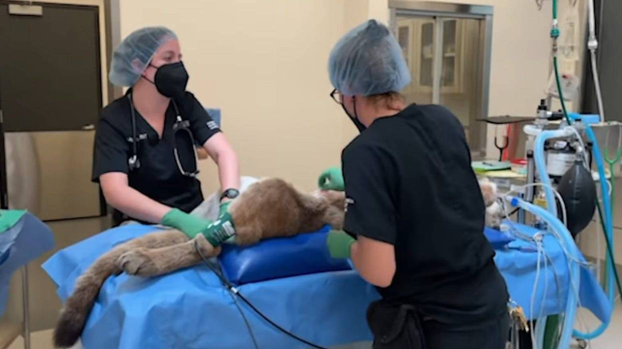 Oakland Zoo surgeons treat a mountain lion after Hollister police officers shot the animal last week.