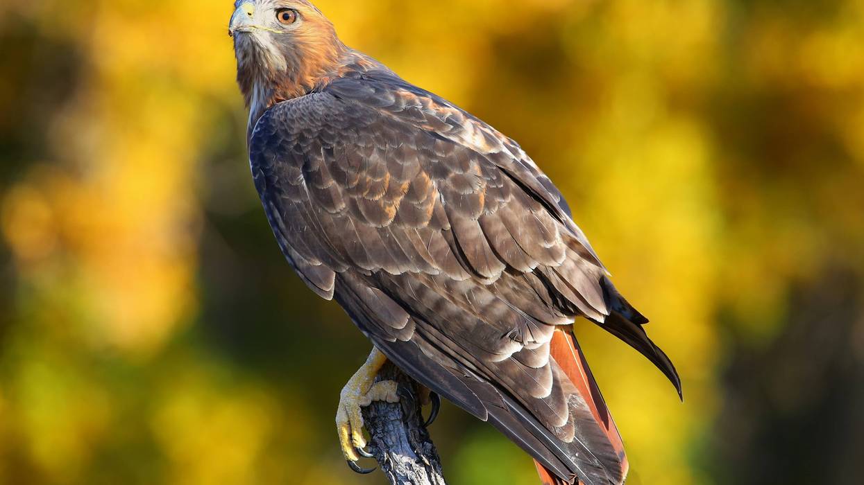 Oakland’s Wilma Chan Highland Hospital is asking the public for assistance in naming the two red-tail hawks living in the hospital’s campus courtyard.
