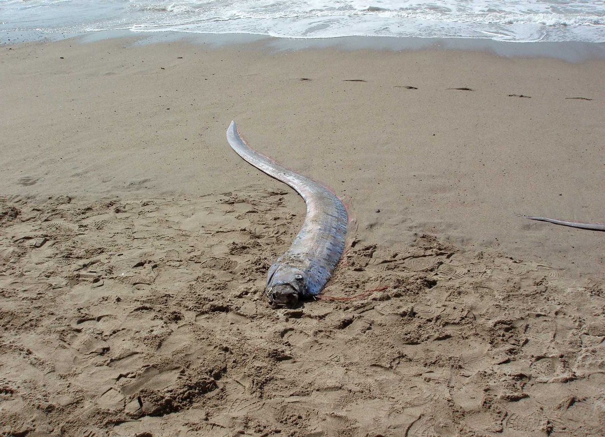 Oarfish