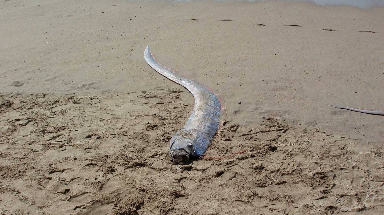 Oarfish