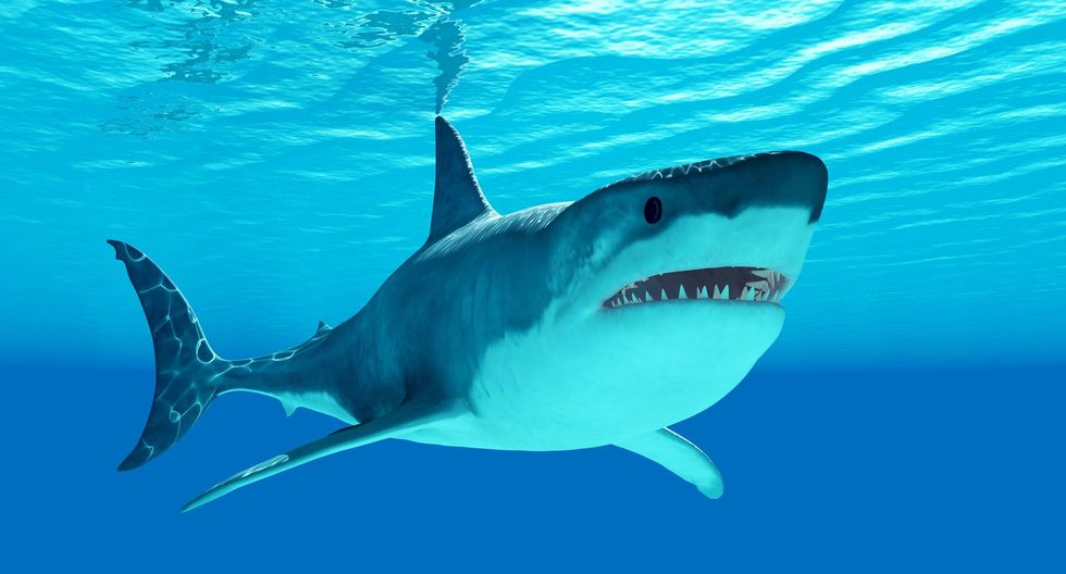 Great white shark spotted swimming dangerously close to kids near LA beach