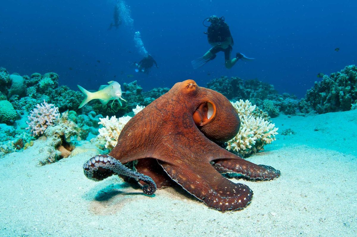 Octopus