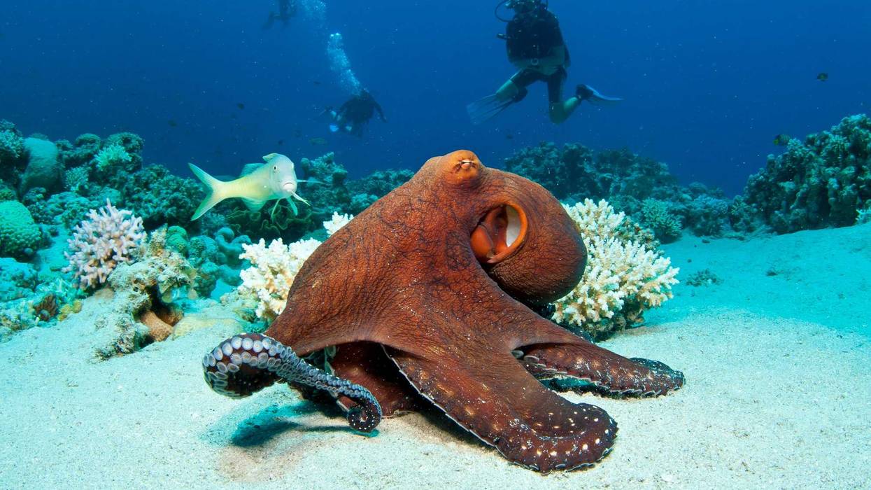 Octopus