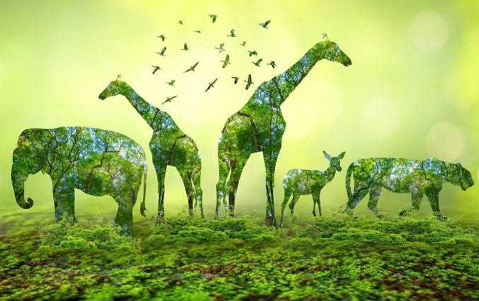 Octubre 4 día mundial de los animales