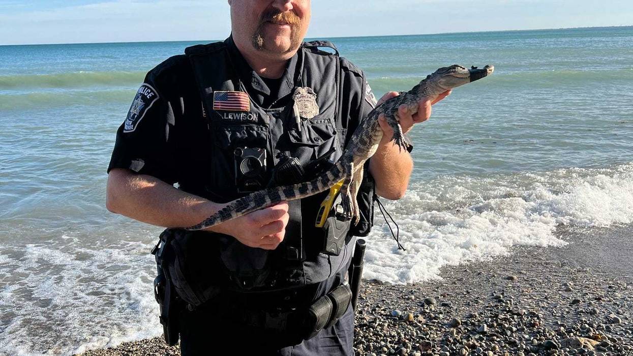 "Officer Lewison was able to locate and safely take the gator into custody."