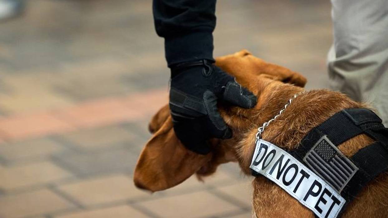 Officer petting TSA drug-sniffing dog