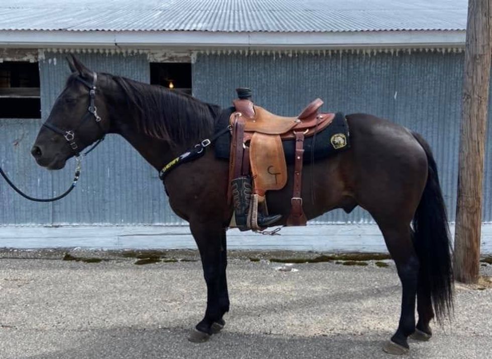 Officer Ringo will be retired from service, the sheriff
