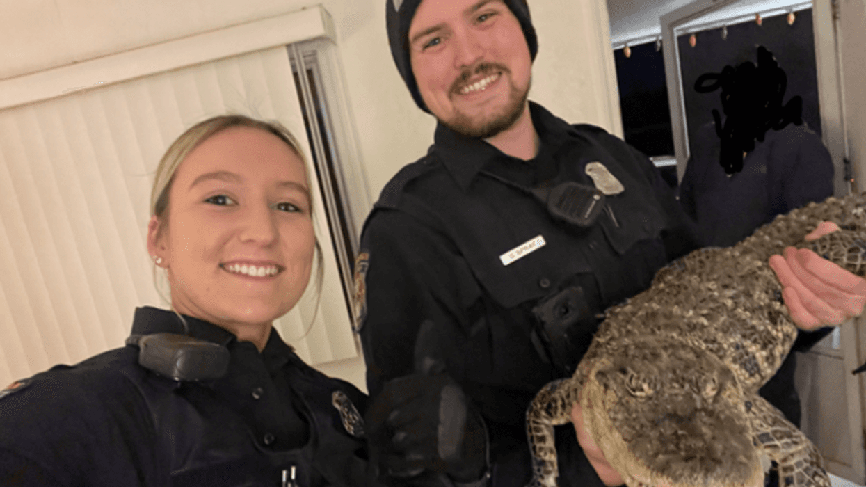Officers holding an alligator