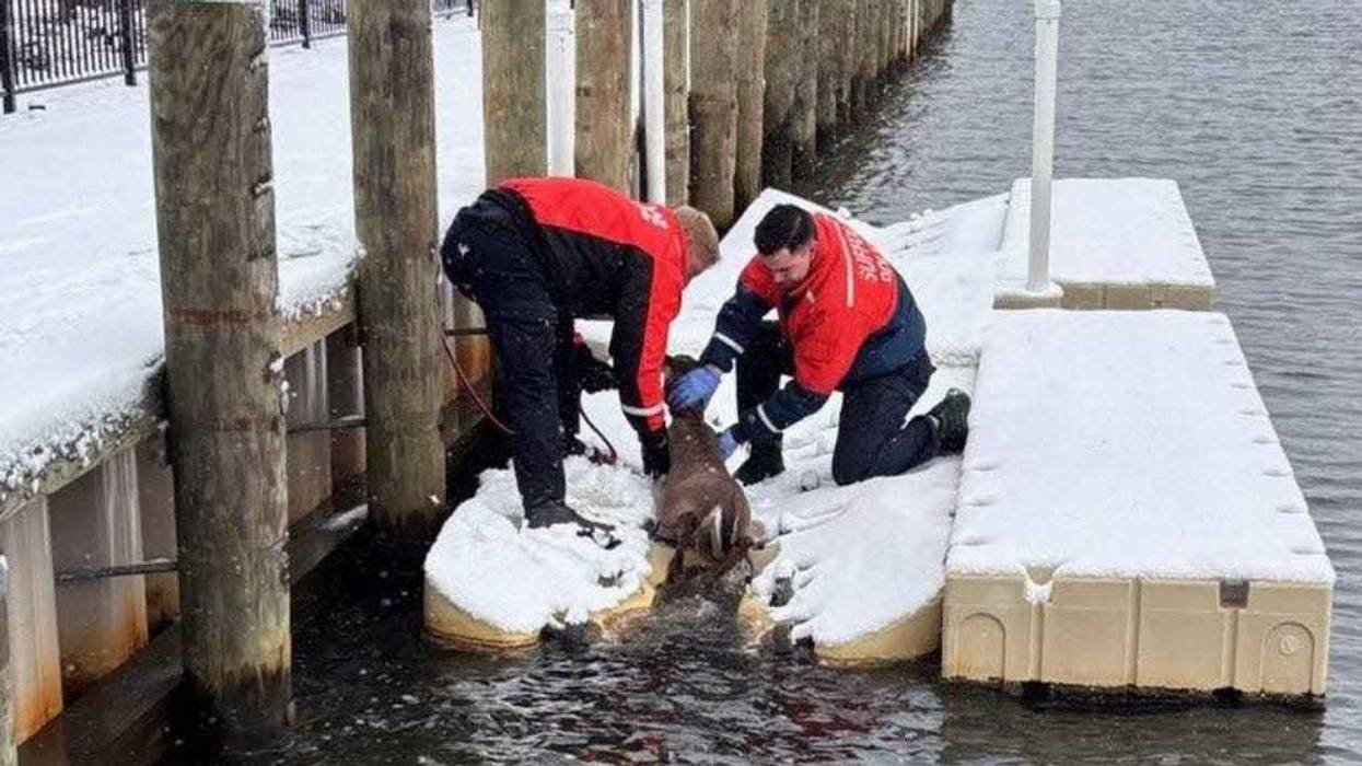 Officers with the Suffolk County Police Marine Bureau rescued a fawn from a canal in East Islip on Saturday morning.
