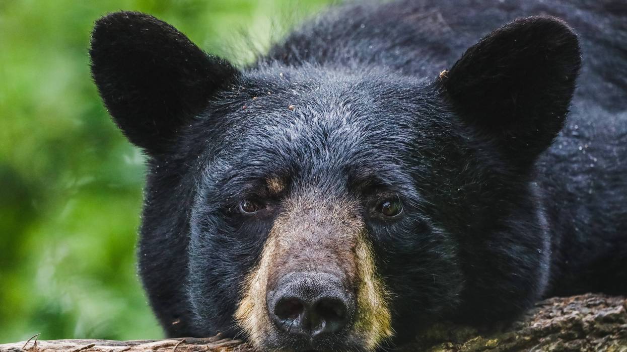 Officials are getting ready to "evict" an unwelcome visitor that was seen hanging around in a Northern Michigan community multiple times this week -- and it's not your average loiterer.