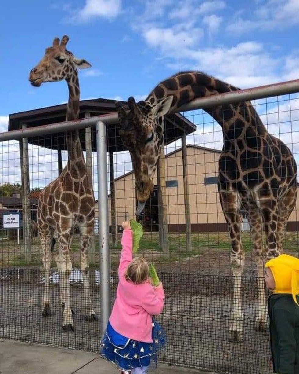 Officials at the Boulder Ridge Wild Animal Park in West Michigan shared the sudden and heartbreaking death of one of their most beloved residents this week -- a 13-year-old giraffe named Tucker.