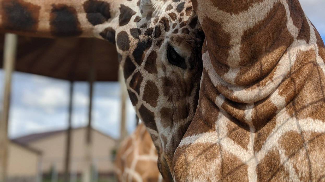 Officials at the Boulder Ridge Wild Animal Park in West Michigan shared the sudden and heartbreaking death of one of their most beloved residents this week -- a 13-year-old giraffe named Tucker.