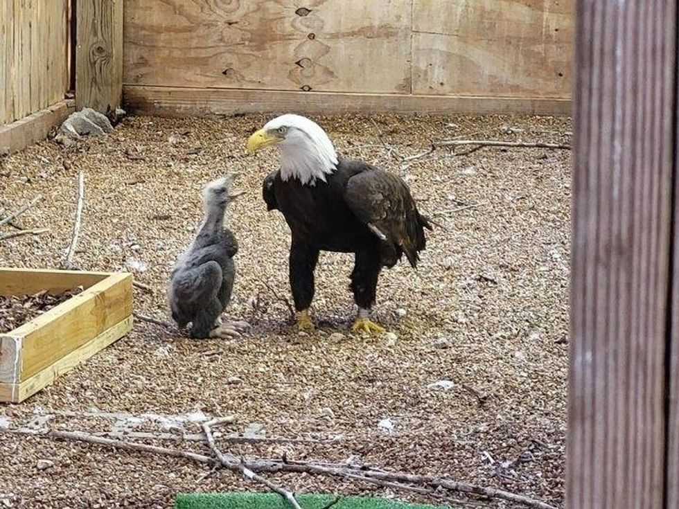 Officials at the World Bird Sanctuary were hoping the tiny eaglet would imprint on resident Murphy when they introduced the pair in early April.