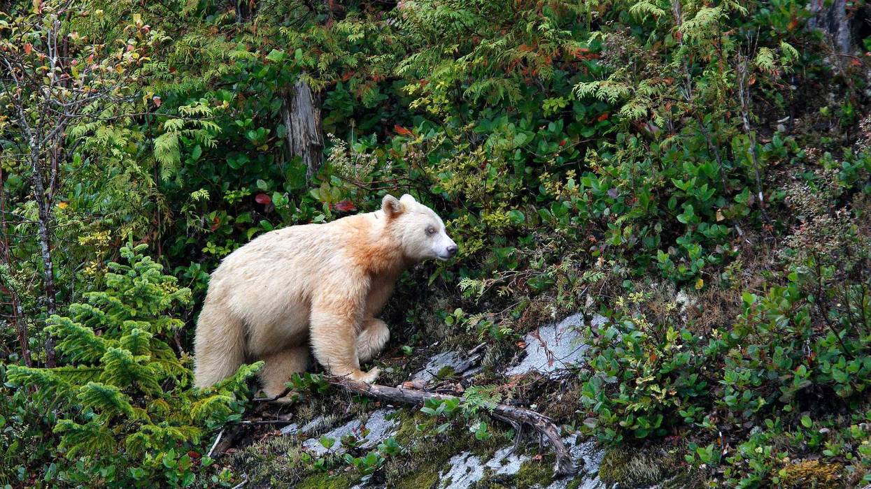 Officials in Michigan confirmed a stunningly rare black bear with white-colored fur – also called a “spirit bear” – is wandering the woods in the western regions of the Upper Peninsula.