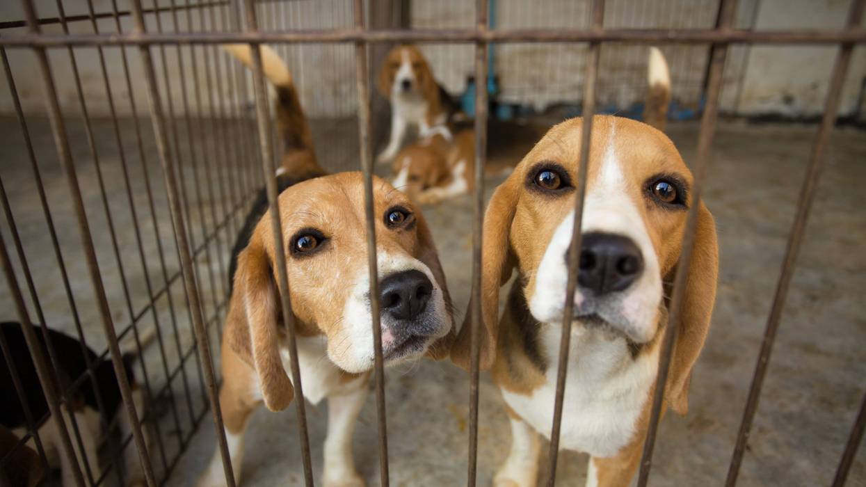 Officials said 25 beagles are making their way to Grand Rapids for a chance at a better life after being rescued along with thousands of other dogs from "filthy prison-like conditions" in Virginia.