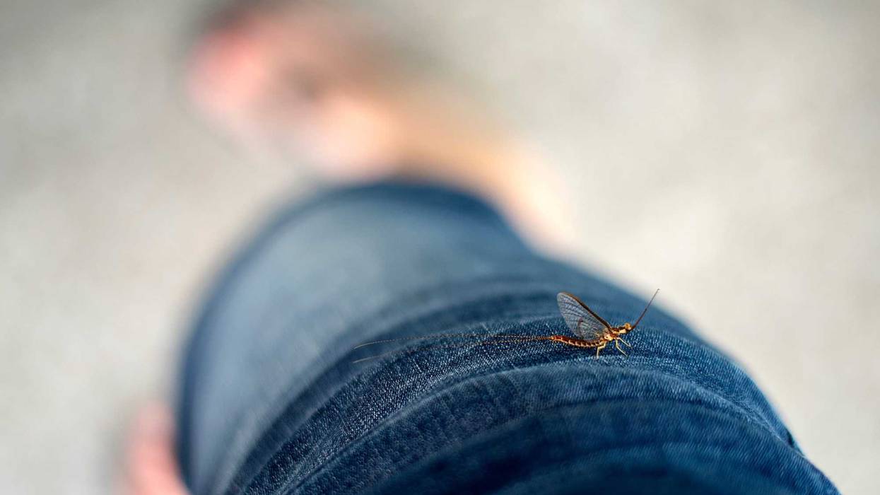 Ohio Edison to turn off some street lights due to mayflies