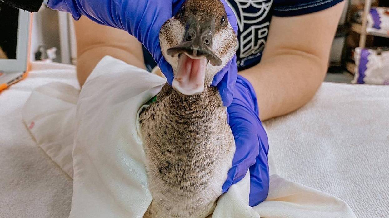 Oiled Wildlife Care Network/UC Davis School of Veterinary Medicine