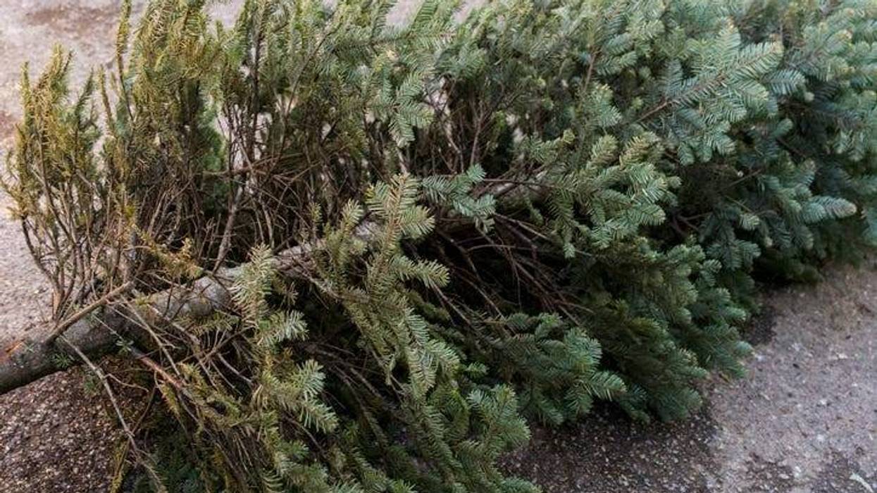 old christmas tree recycling