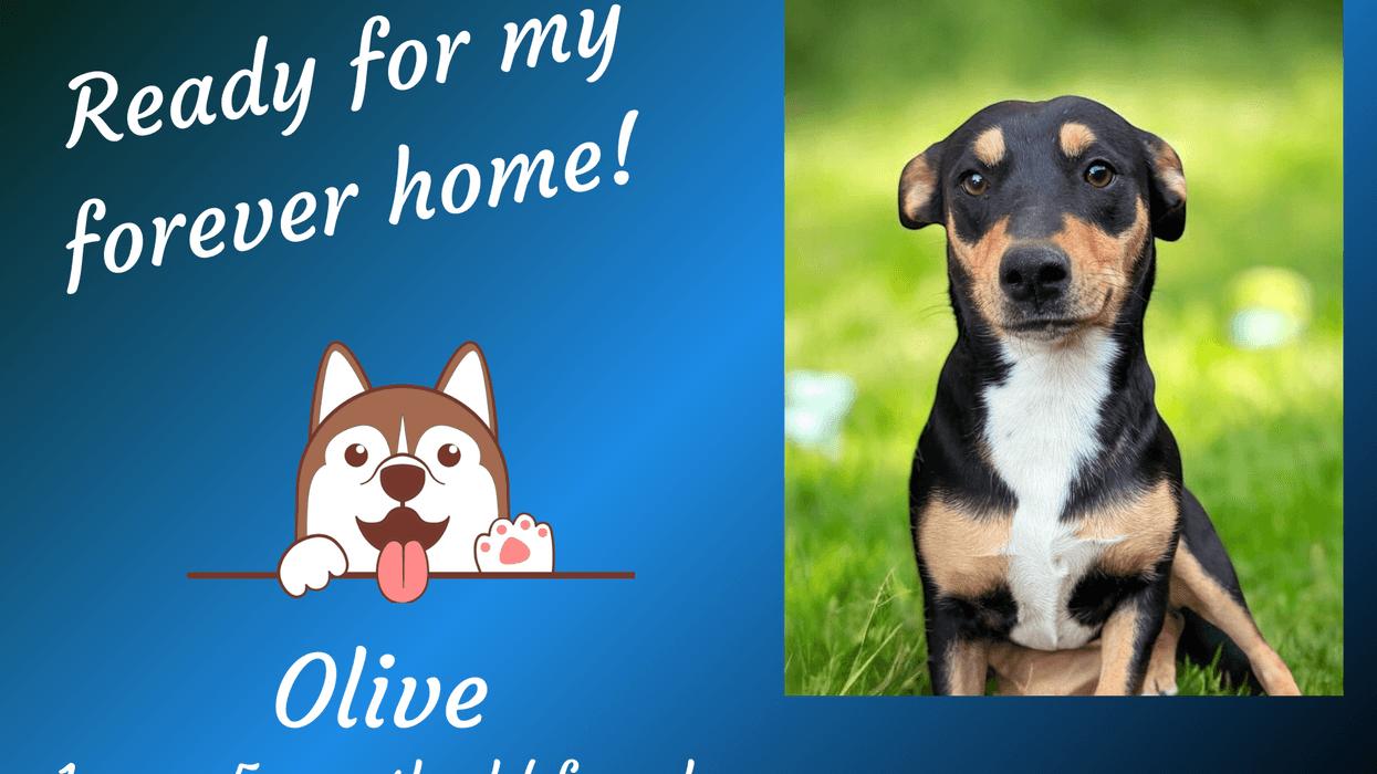 Pepper's Pets: Olive - ARE Animal Rescue