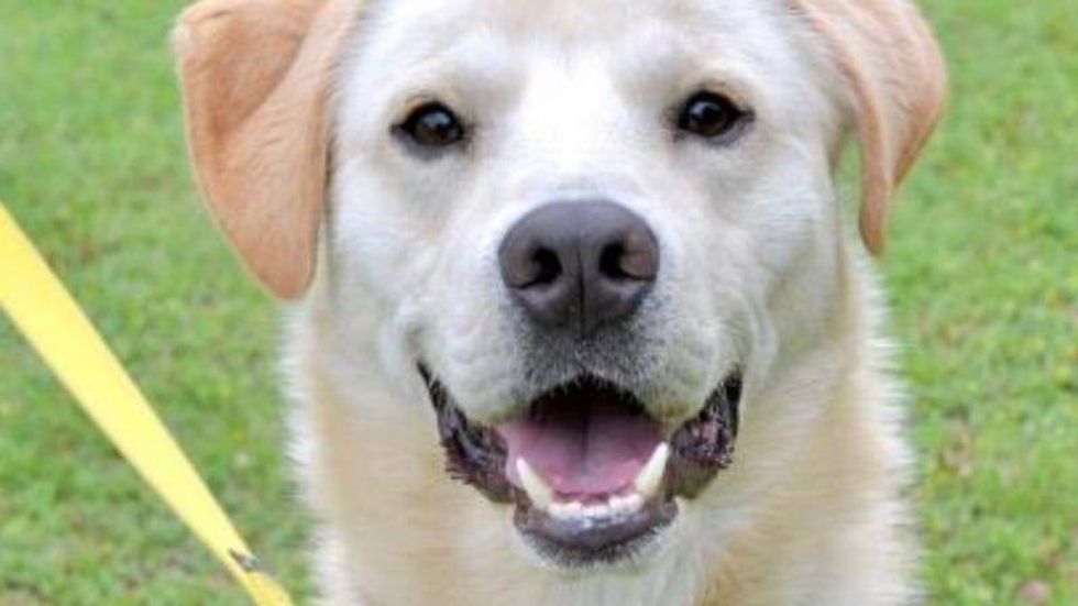 Olive @ Austin Humane Society 6/8/22