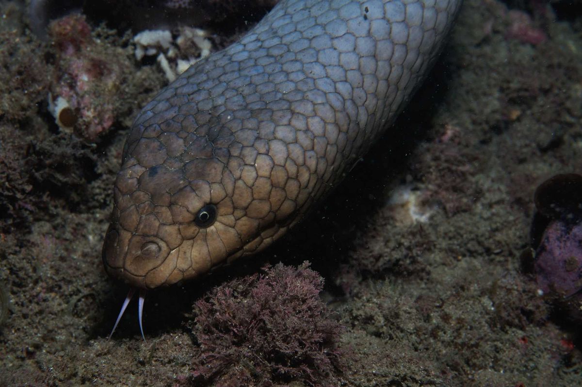 Olive sea snake