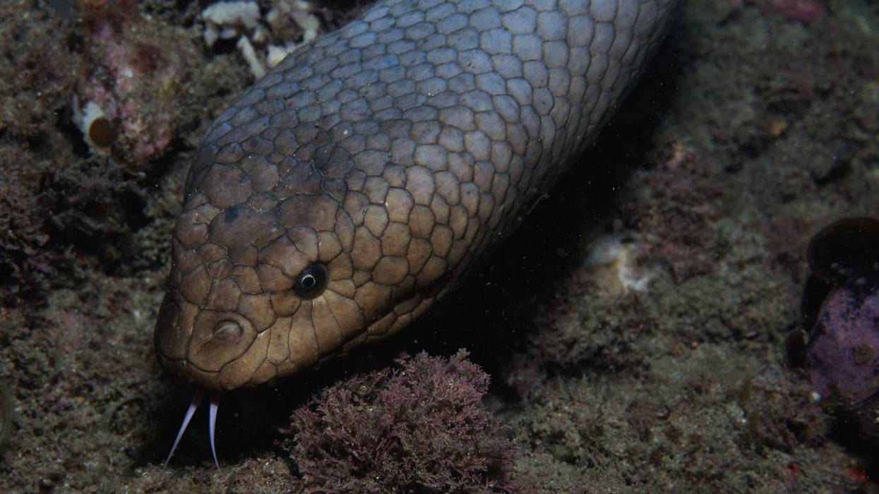 Olive sea snake