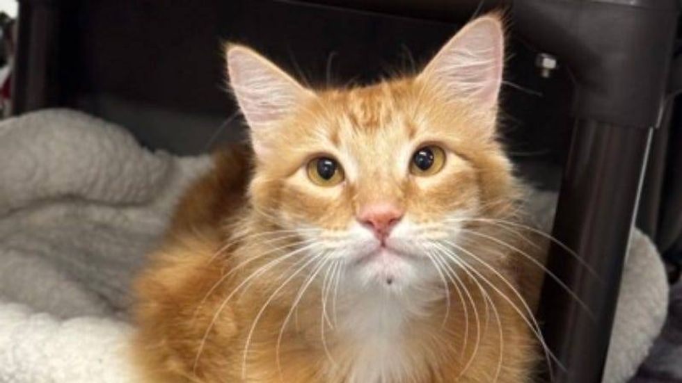 Oliver @ Austin Humane Society 11/19/24